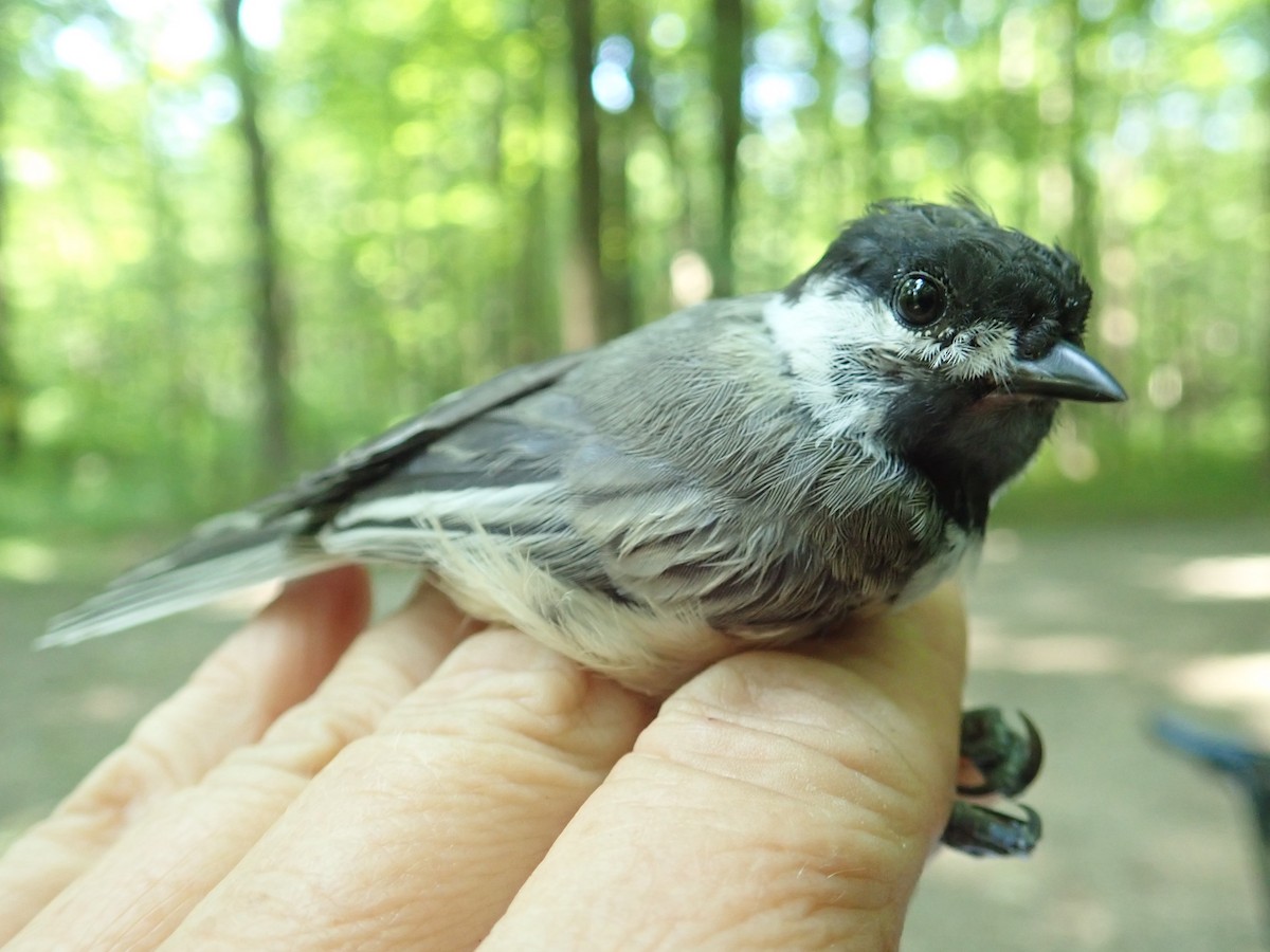 Black-capped Chickadee - ML170027271