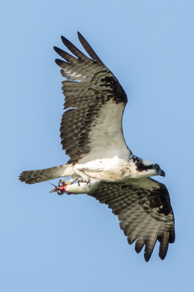 Osprey - ML170027891