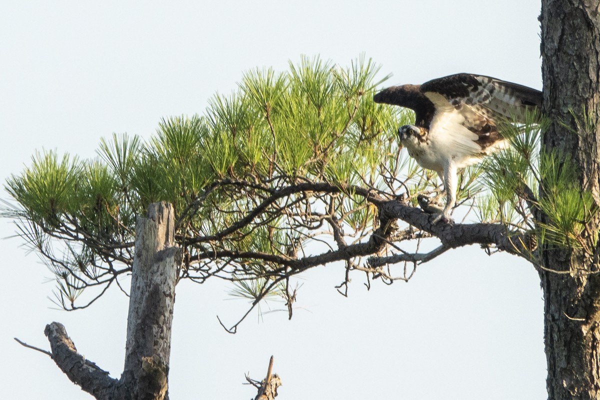Osprey - ML170027911