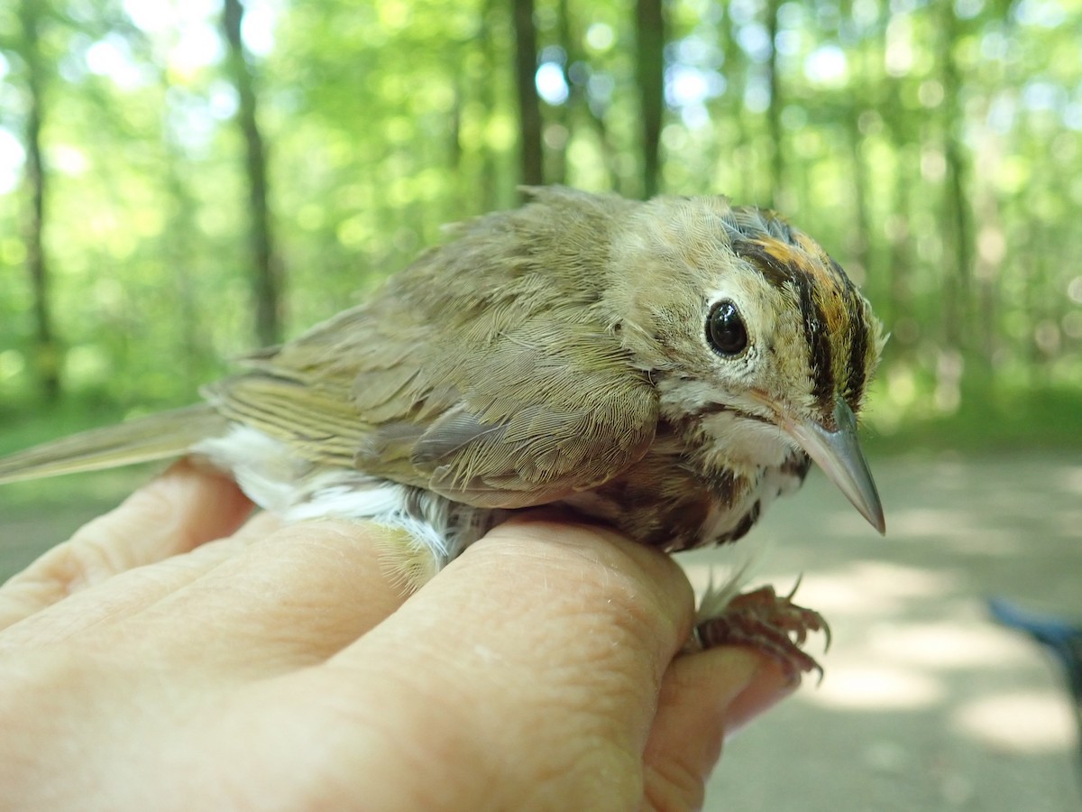 Ovenbird - ML170027921