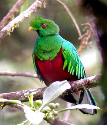 Crested Quetzal - ML170028841