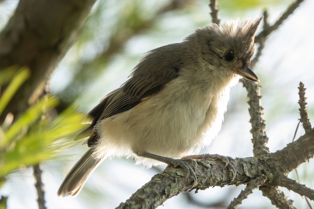 Tufted Titmouse - ML170030371