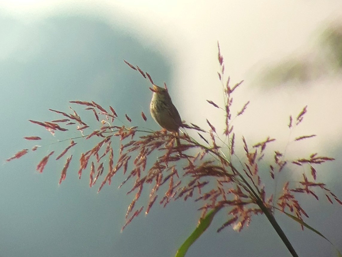 Henslow's Sparrow - ML170030441