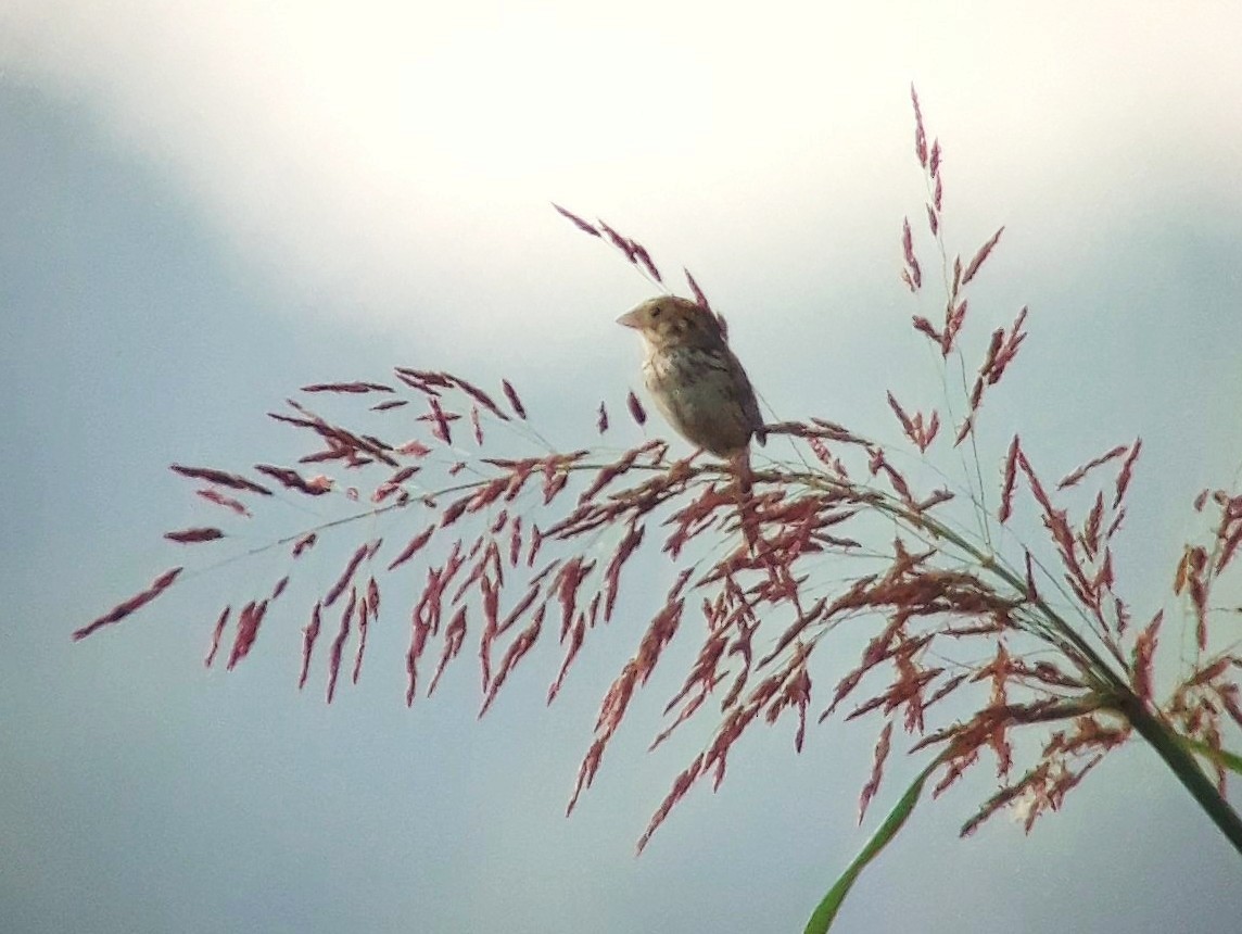 Henslow's Sparrow - ML170030451