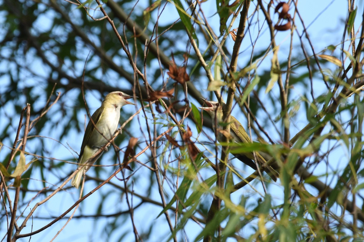 Vireo Ojirrojo - ML170030891