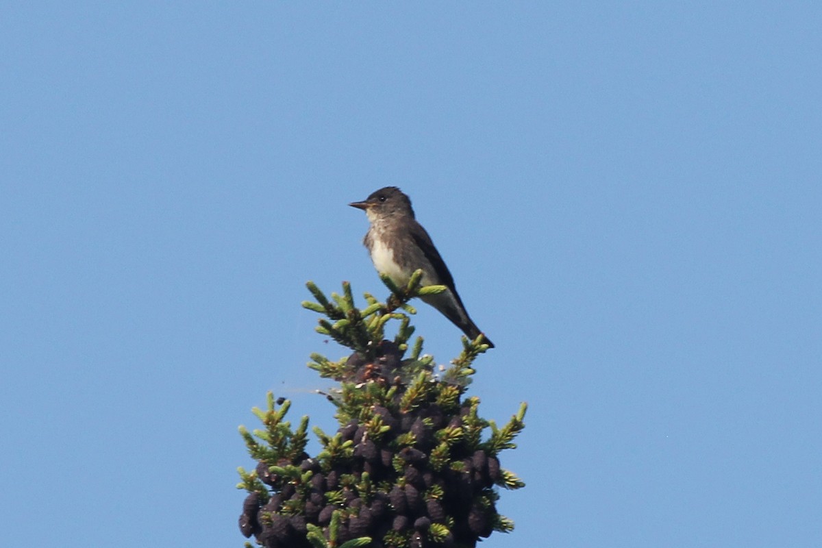 Olive-sided Flycatcher - ML170032771