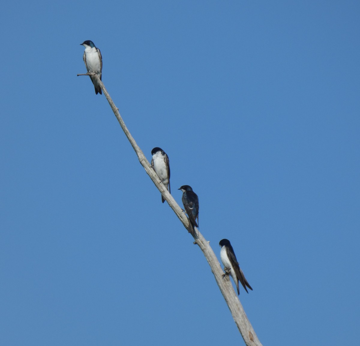 Tree Swallow - ML170032801