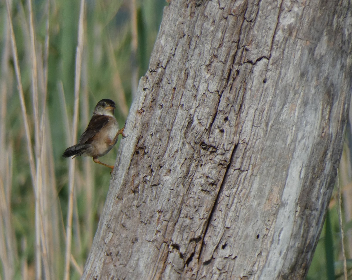 Marsh Wren - ML170033011