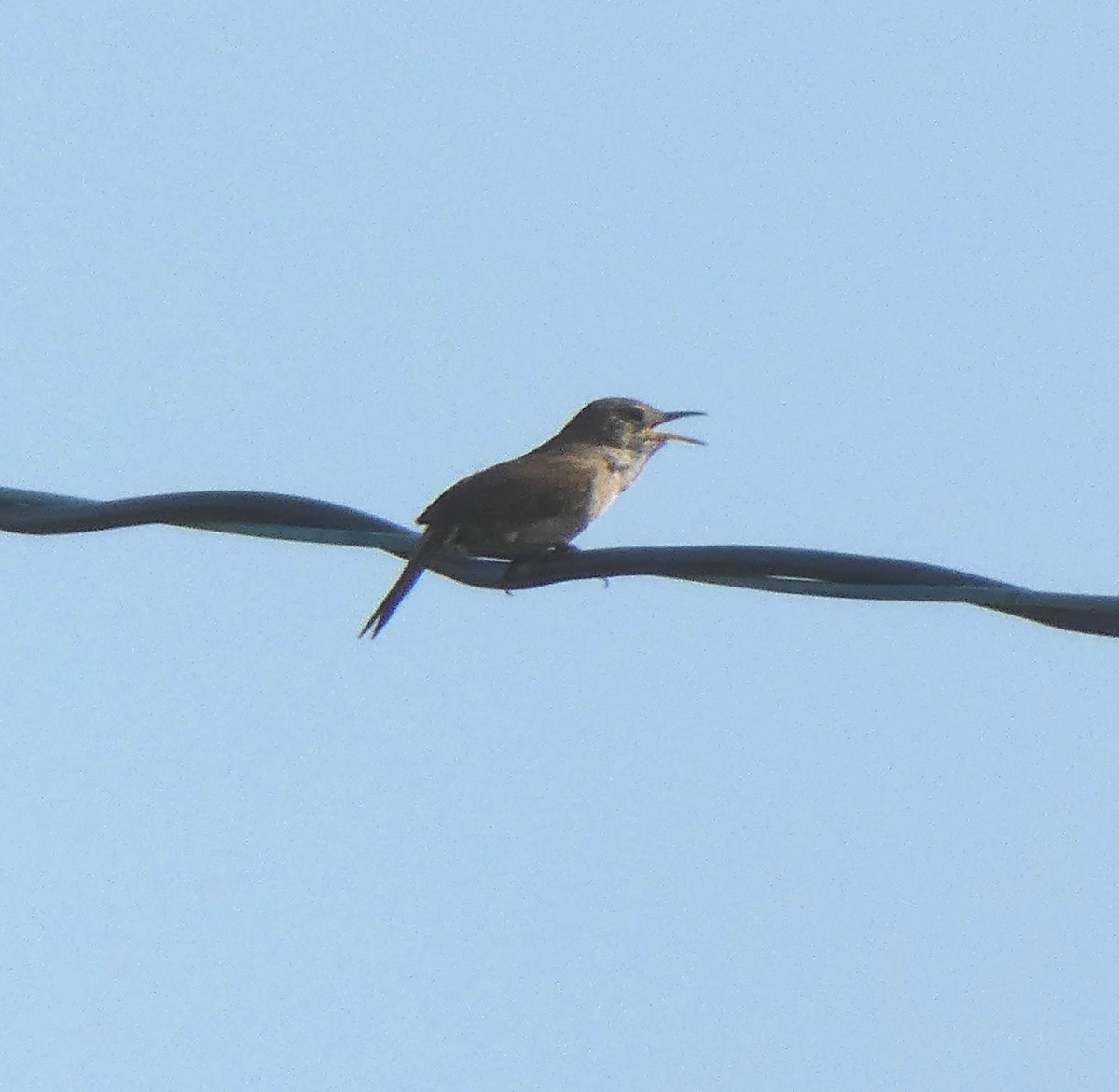 House Wren - ML170033401