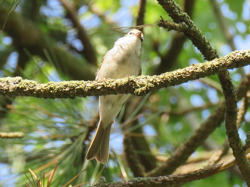 Chipping Sparrow - ML170033621