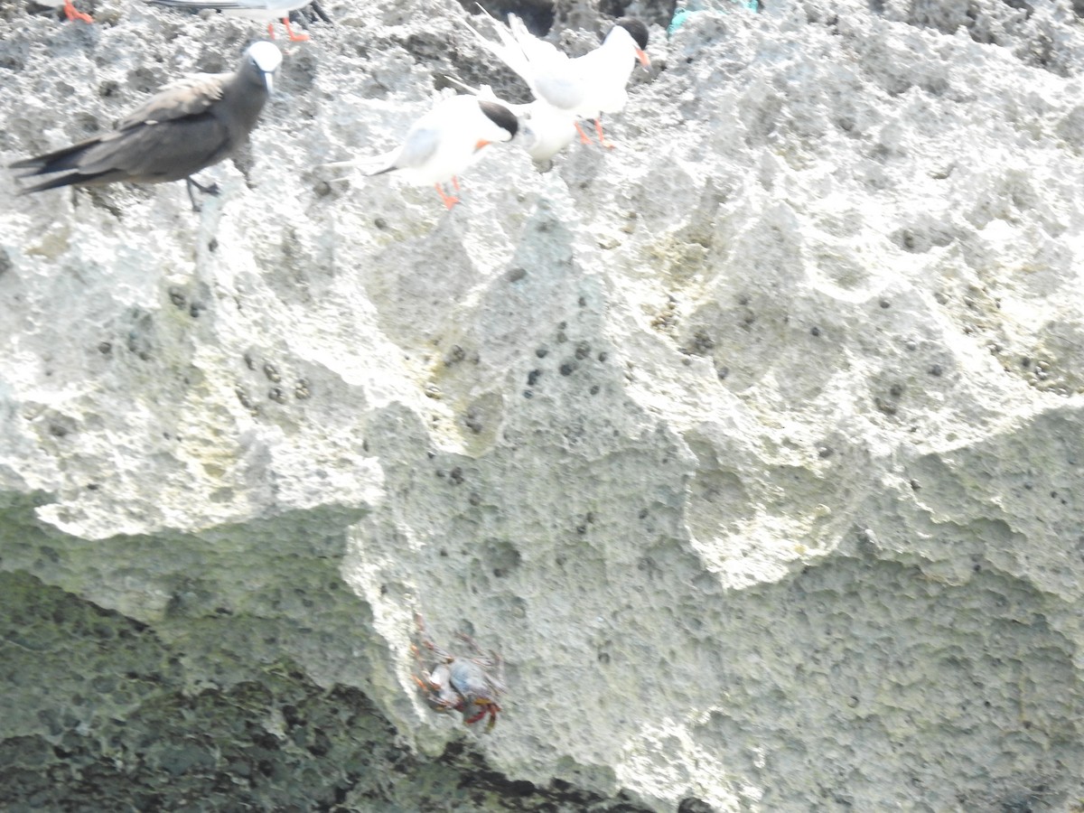 Roseate Tern - ML170033701