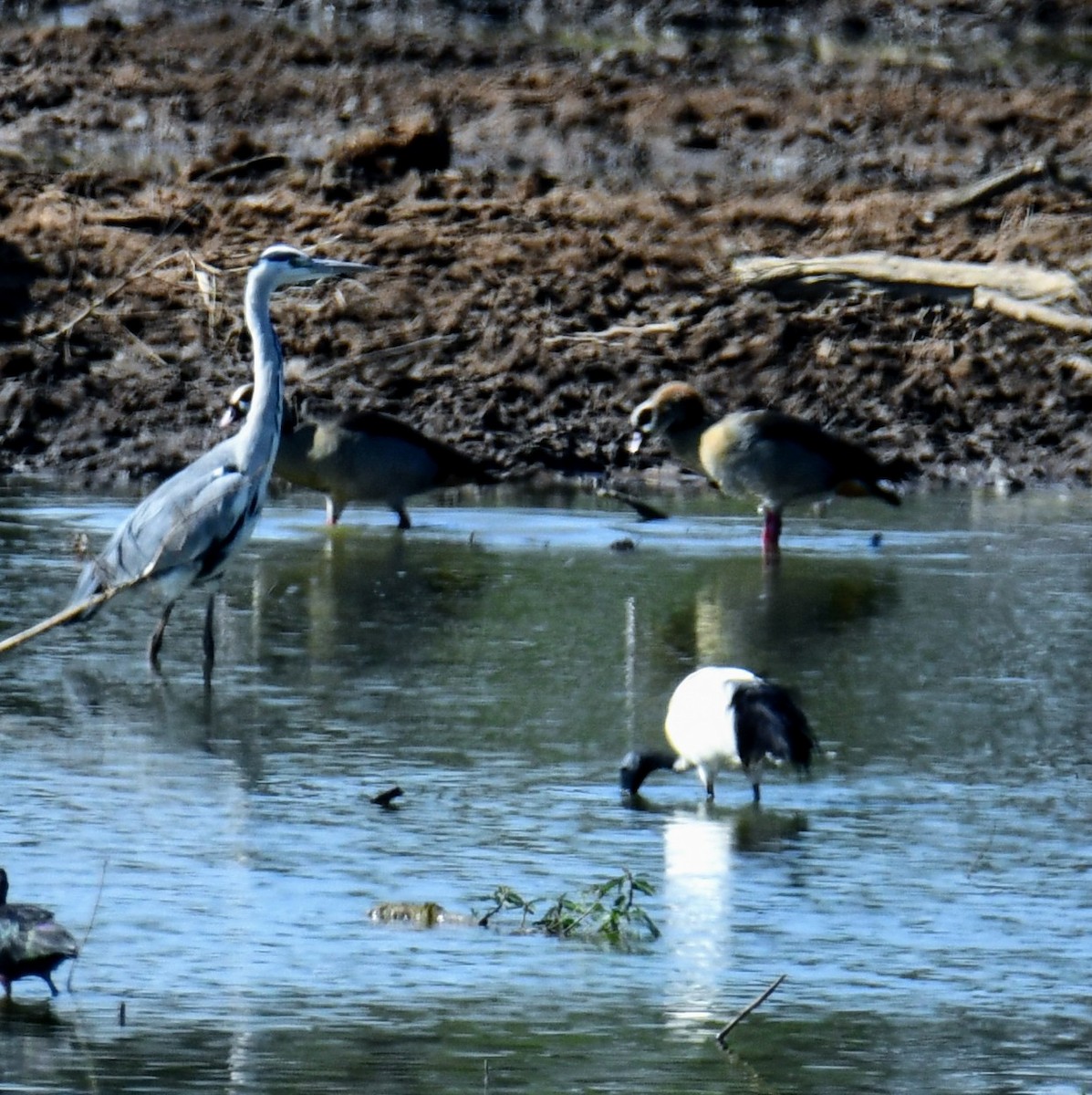 African Sacred Ibis - ML170033731