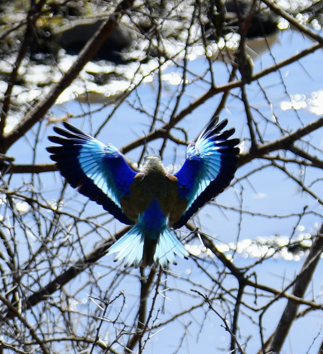 Lilac-breasted Roller - ML170033781