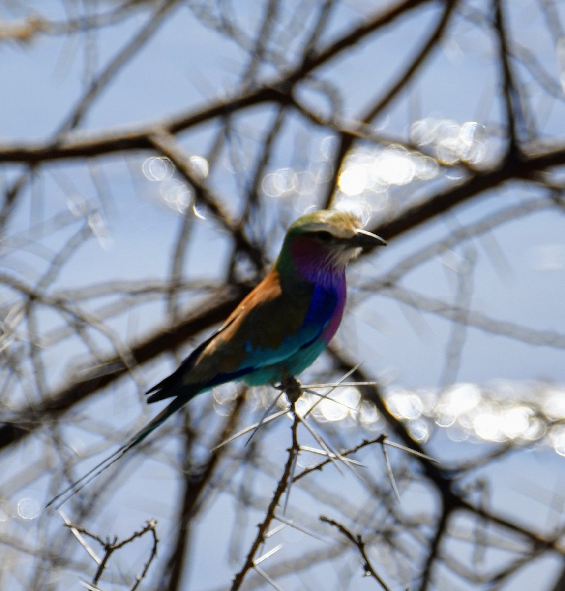 Lilac-breasted Roller - Bill Veach