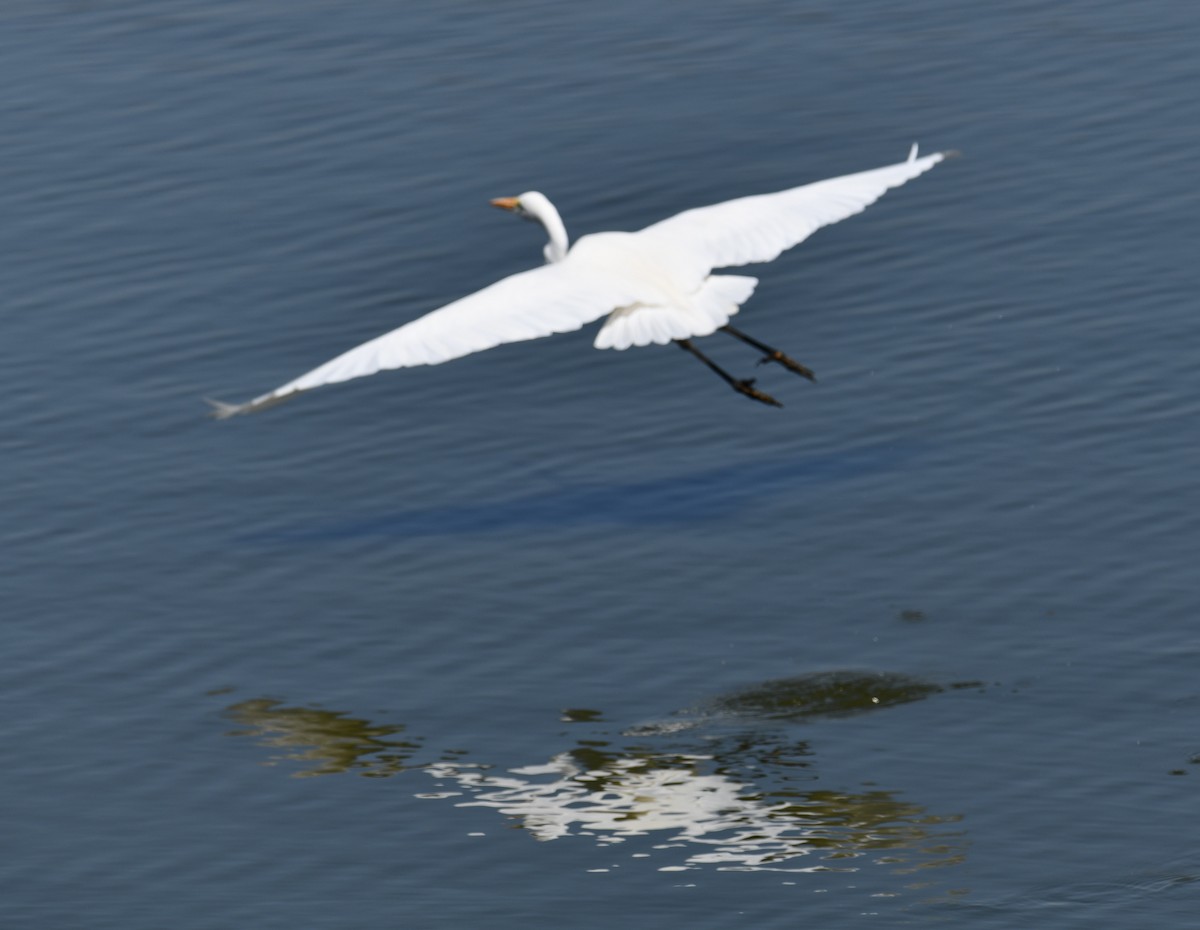 Great Egret - ML170034041