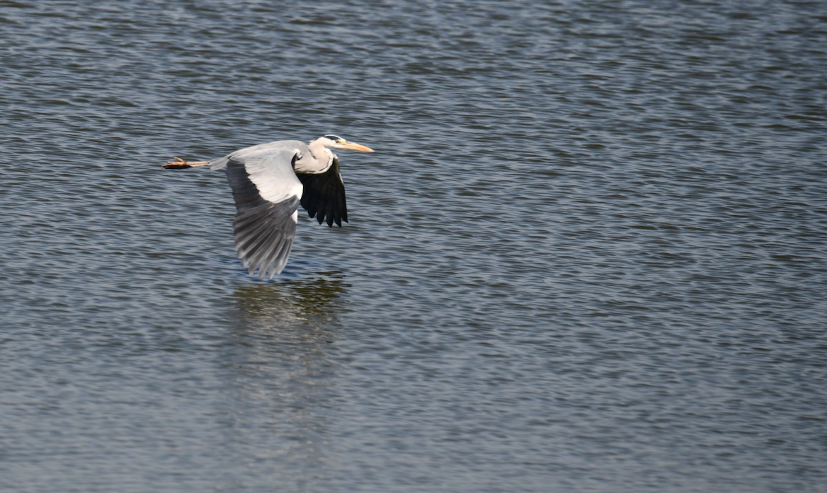 Gray Heron - ML170034141