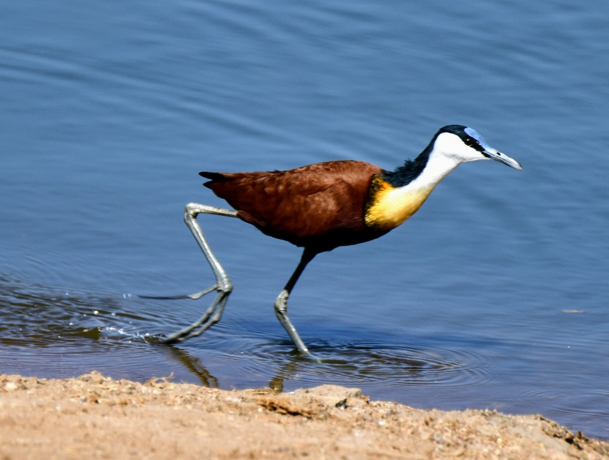 African Jacana - ML170034191