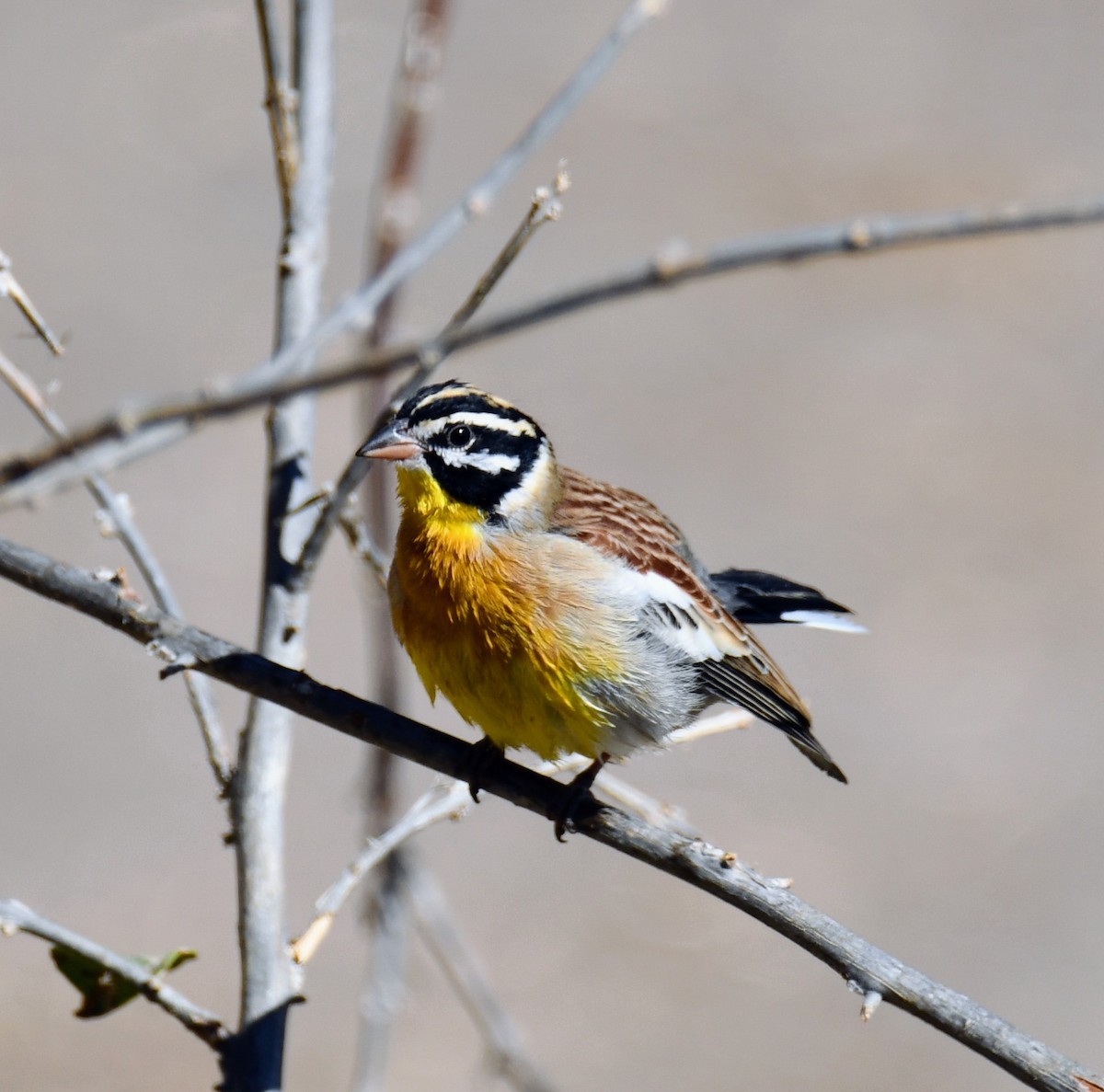 Golden-breasted Bunting - ML170034291