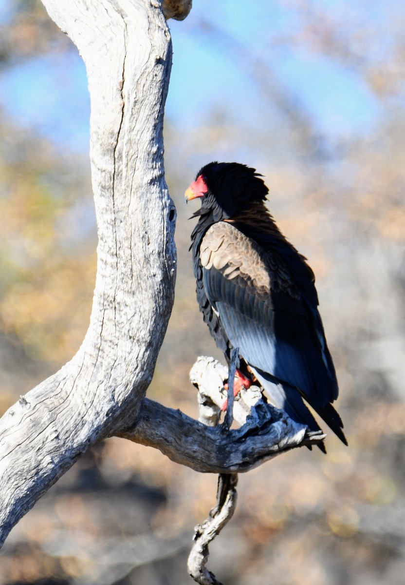 Bateleur - ML170034541