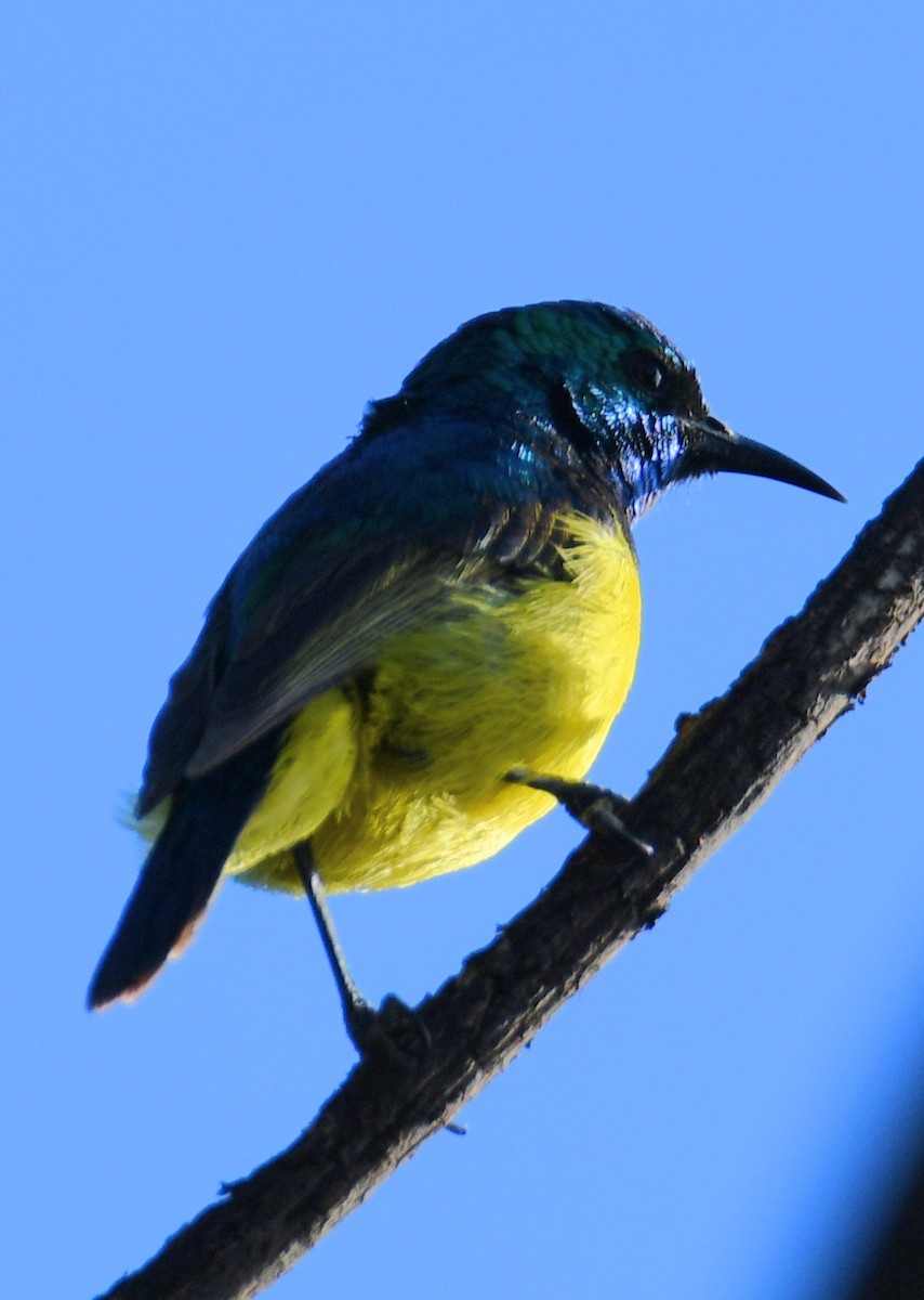 Collared Sunbird - ML170035001