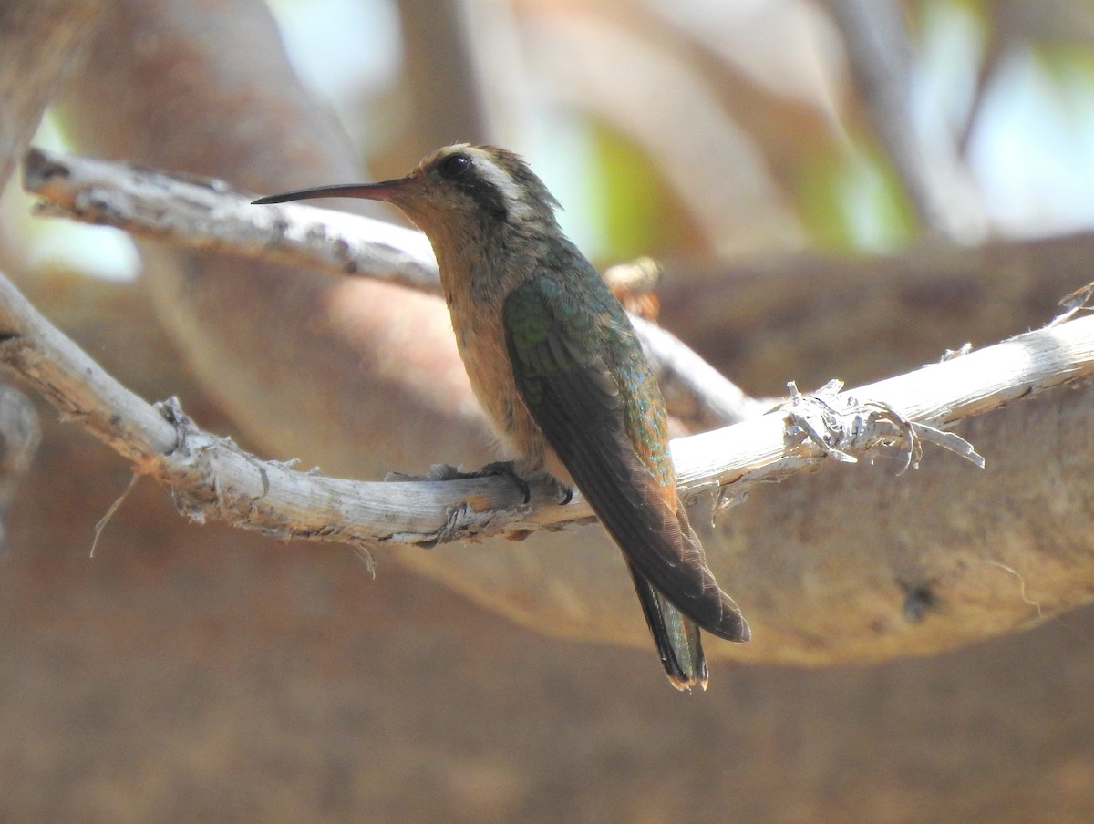 Xantus's Hummingbird - ML170035461