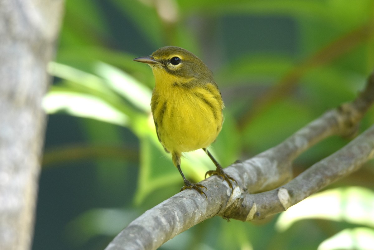 Prairie Warbler - Frank Lehman