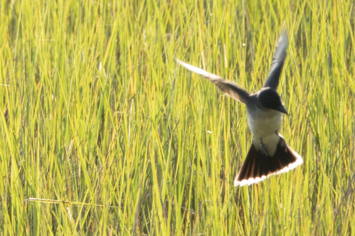 Eastern Kingbird - ML170035531