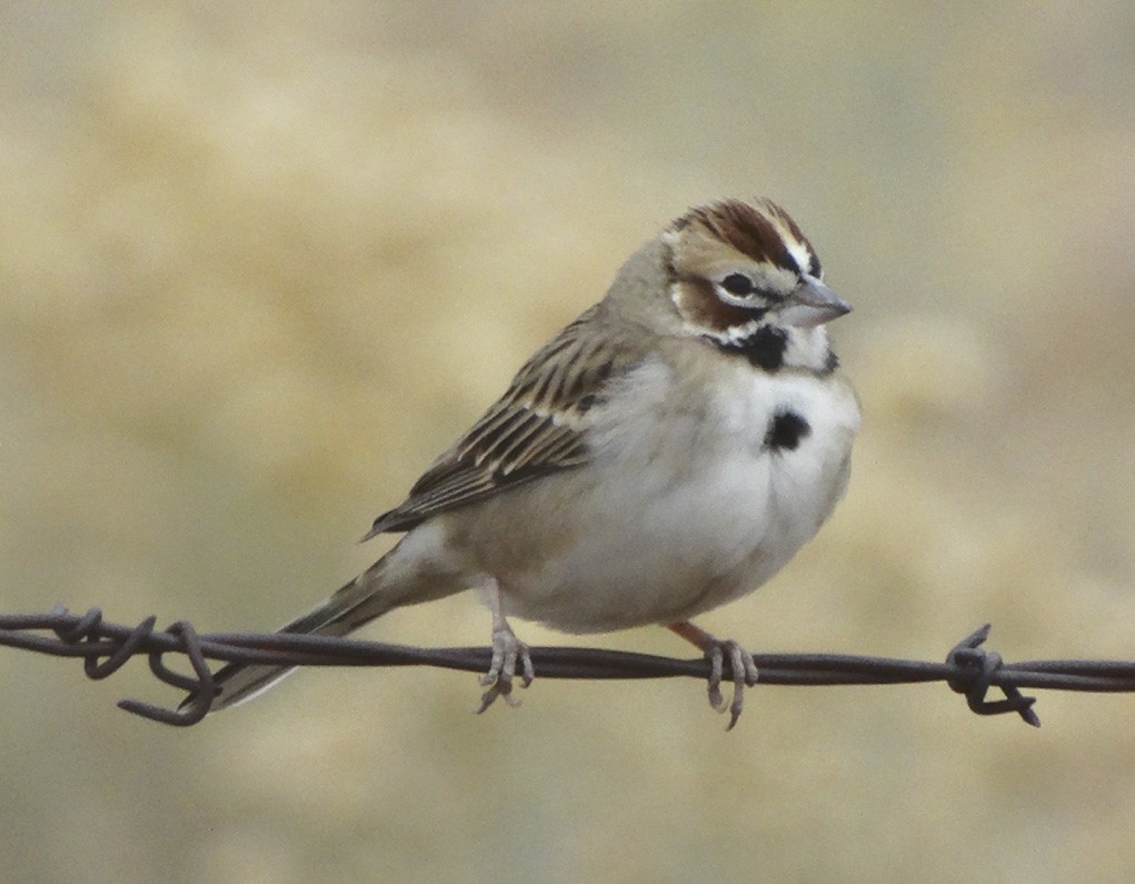 Lark Sparrow - ML170036841