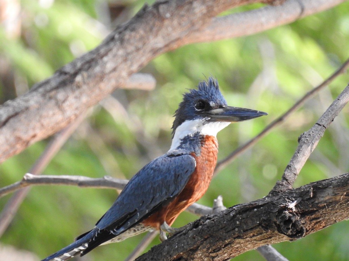 Ringed Kingfisher - ML170037941