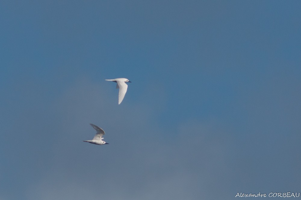 White Tern - ML170040491