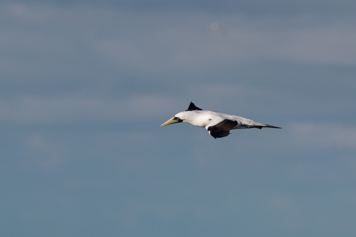 Masked Booby - ML170040521