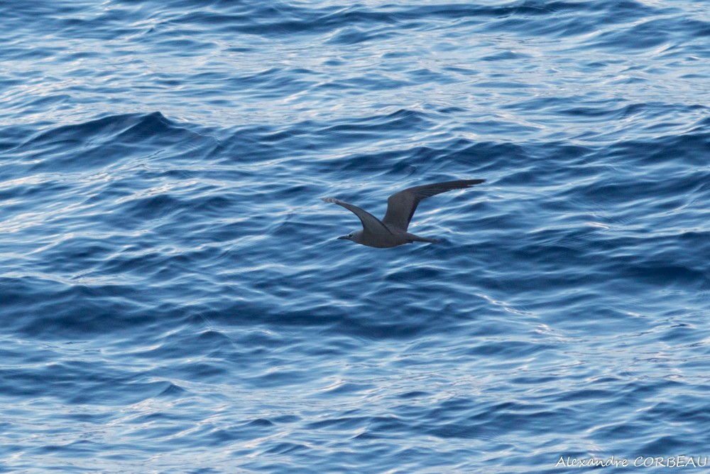 Brown Noddy - ML170040571