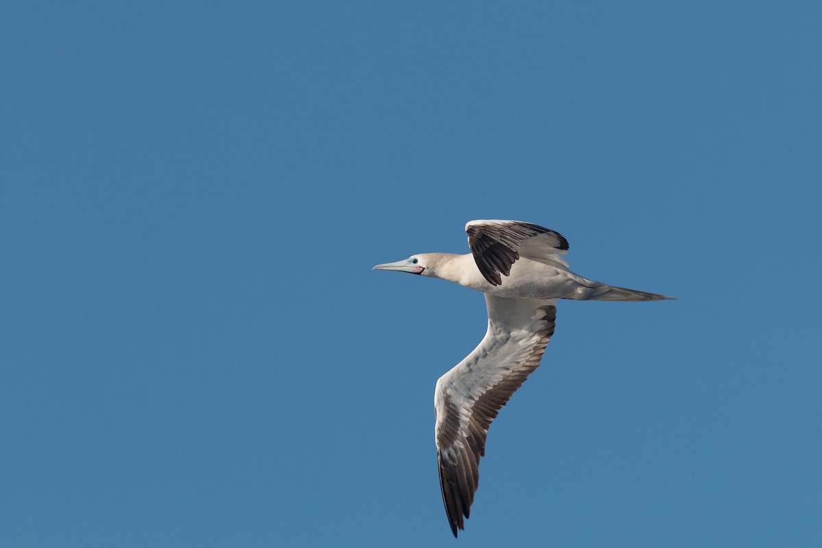 Red-footed Booby - ML170040801