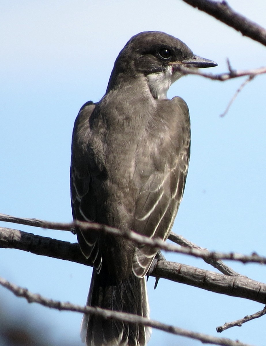 Eastern Kingbird - ML170041101