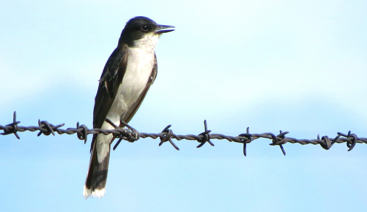 Eastern Kingbird - ML170041121