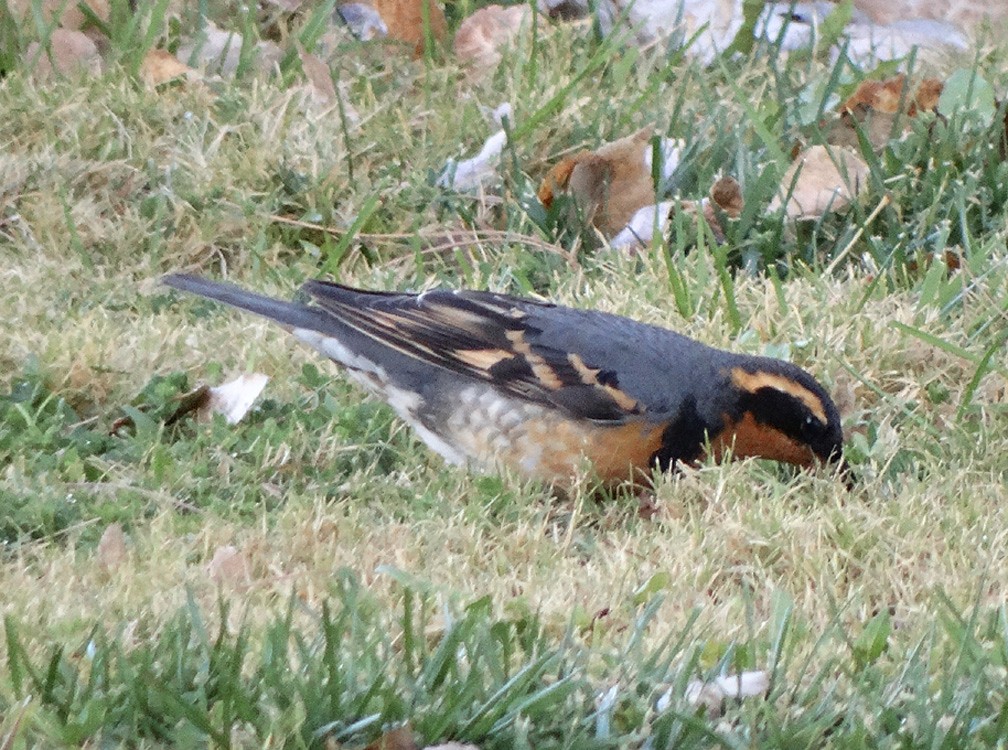 Varied Thrush - ML170041411