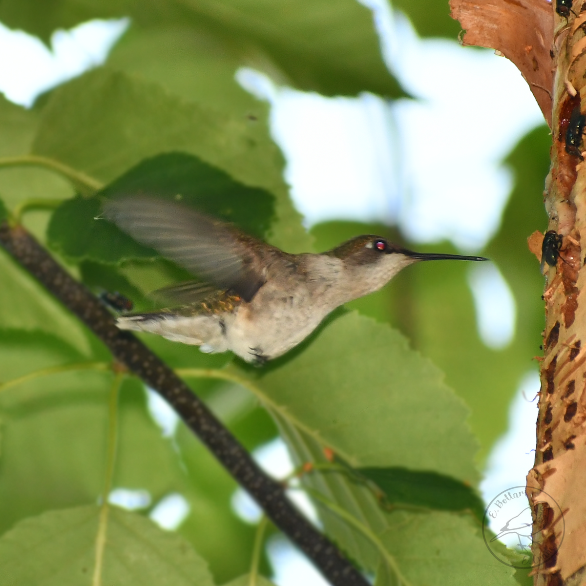 Ruby-throated Hummingbird - Emmily Bottari