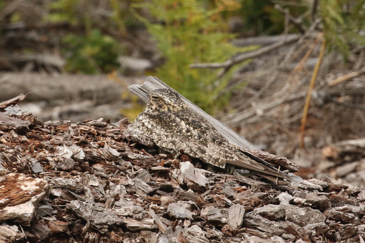 Common Nighthawk - ML170046071