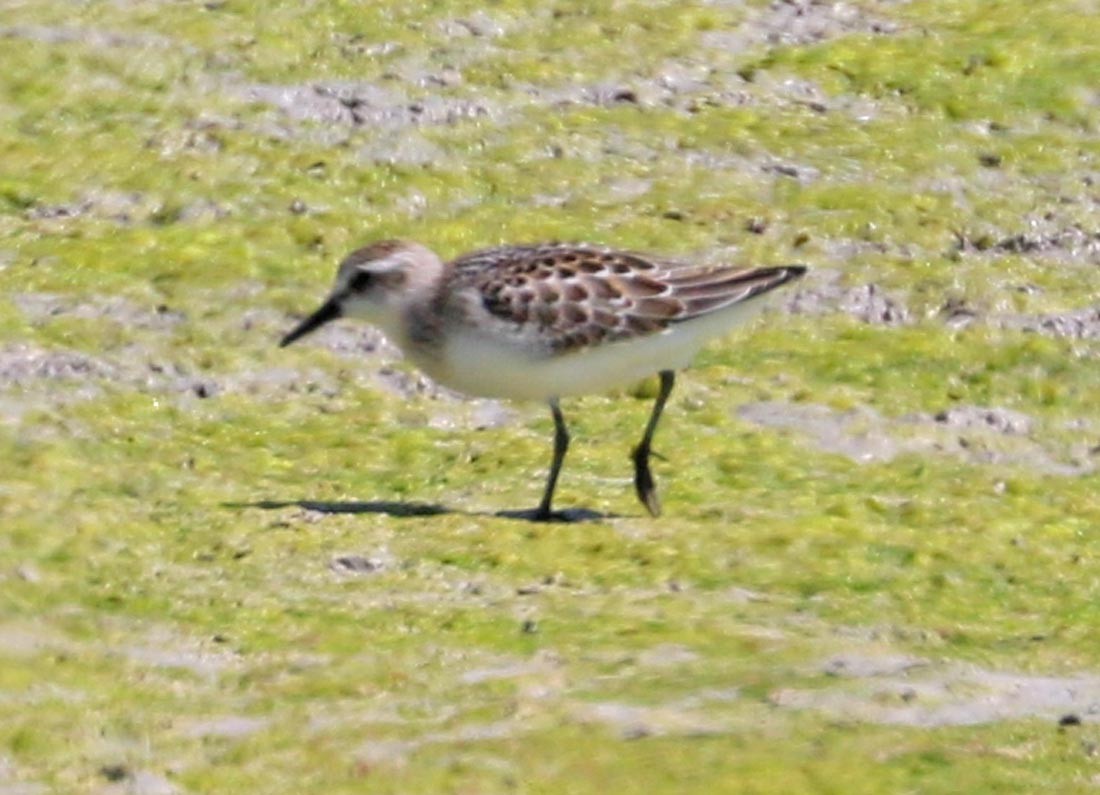 Semipalmated Sandpiper - ML170047361