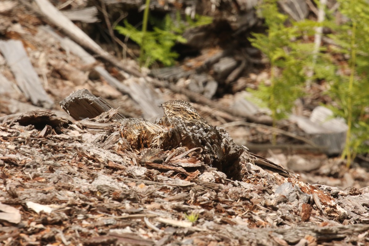 Common Nighthawk - ML170047661