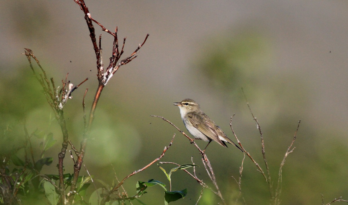 Arctic Warbler - Jay McGowan