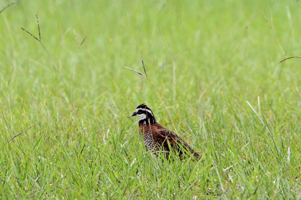 Northern Bobwhite - ML170049461