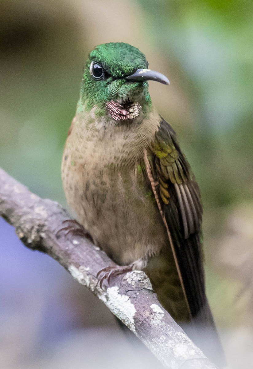 Fawn-breasted Brilliant - ML170051311