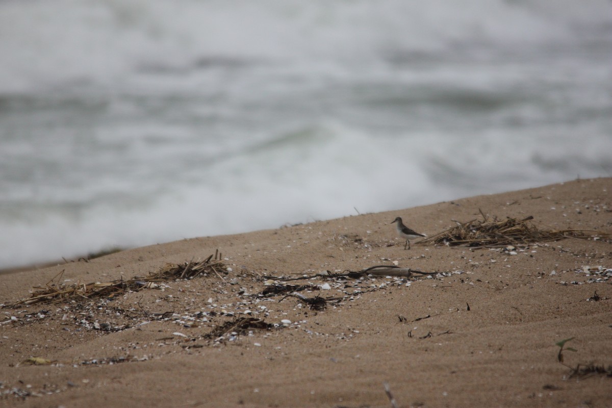 Semipalmated Sandpiper - ML170052451