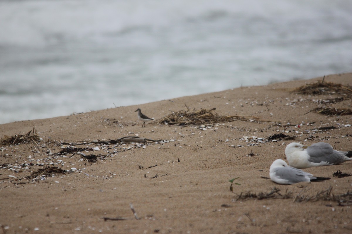 Semipalmated Sandpiper - ML170052471