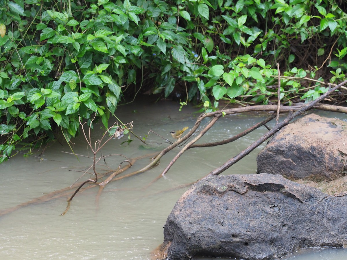 Riverbank Warbler - ML170056211