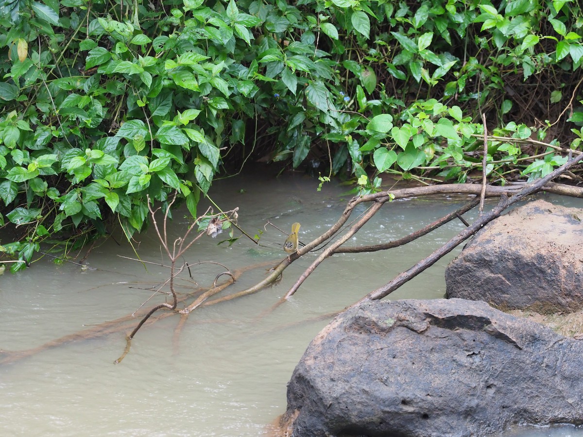 Riverbank Warbler - ML170056221