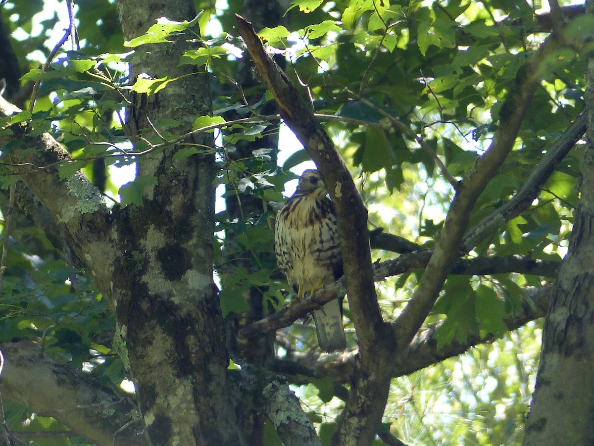 Broad-winged Hawk - ML170056681