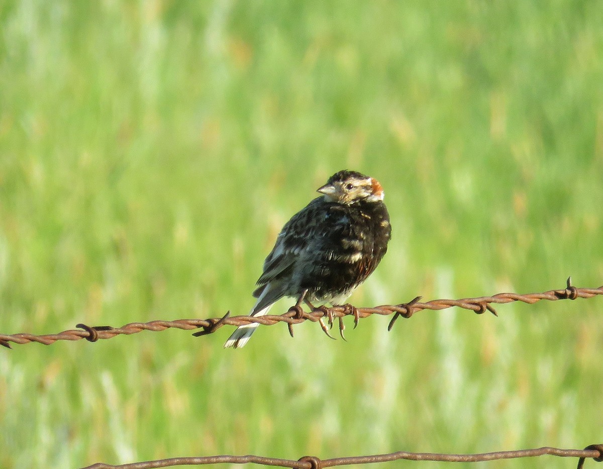 Chestnut-collared Longspur - Denise Ray