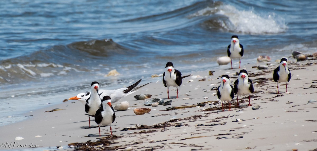 Black Skimmer - Natasza Fontaine